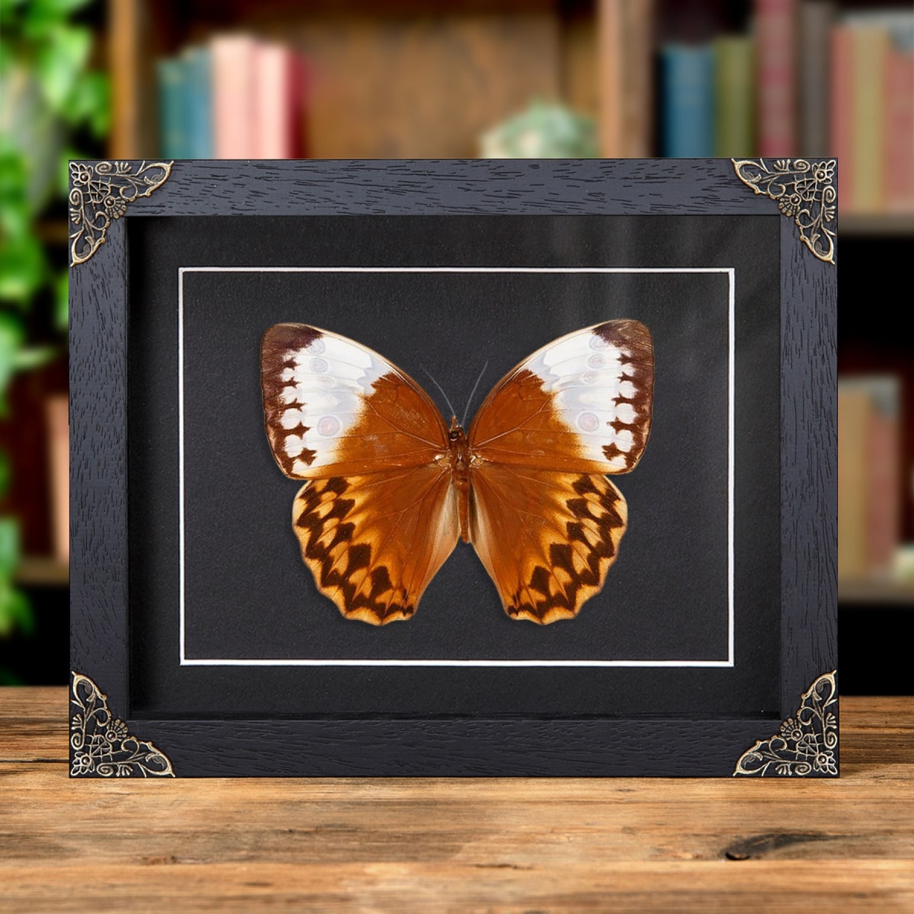 Minibeast The Jungle Queen Butterfly In Baroque Style Frame (Stichophthalma louisa)