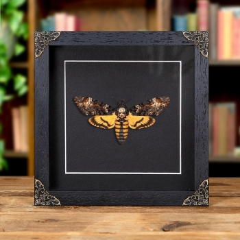 Death's Head Hawk Moth on Black Background In Baroque Style Box Frame (Acherontia atropos)