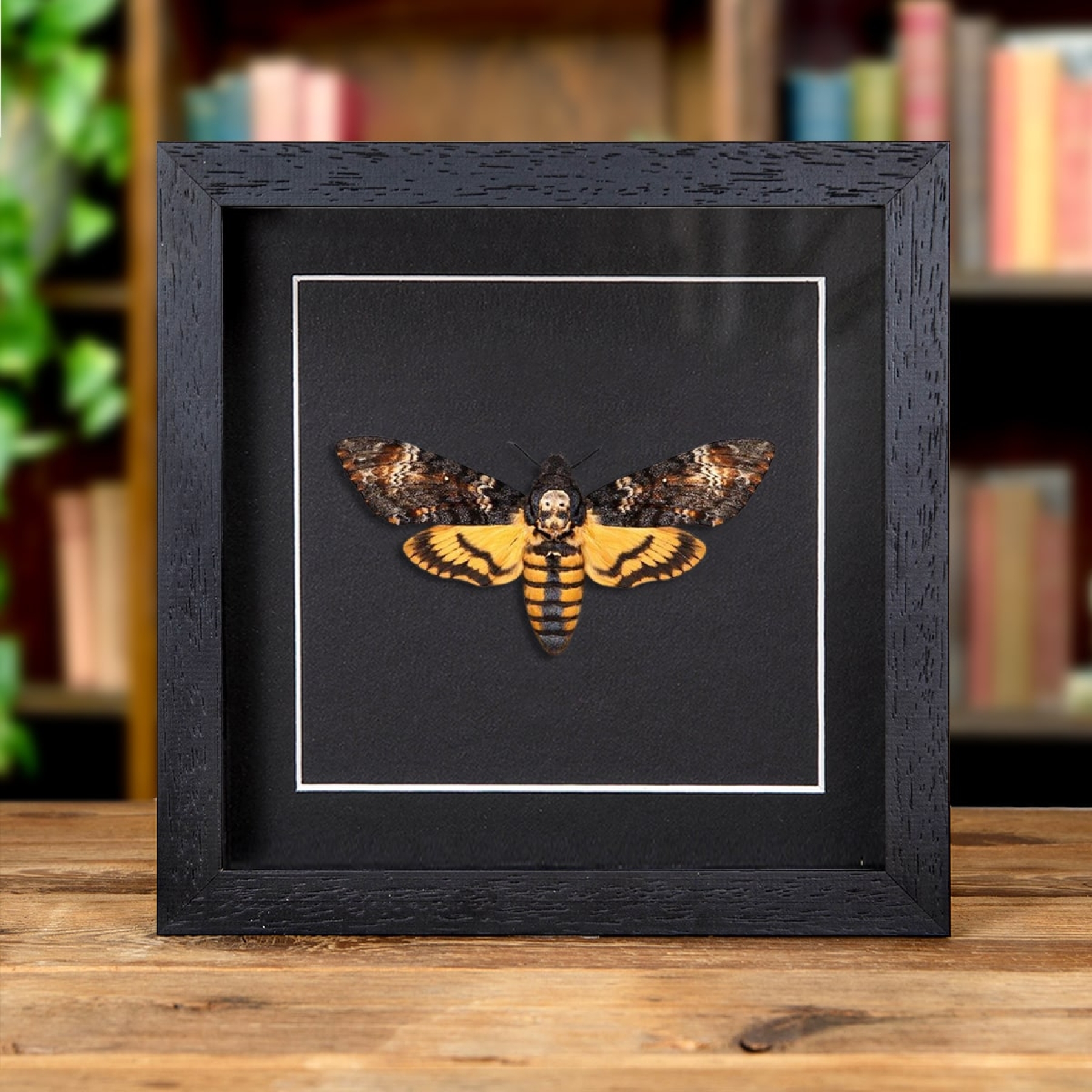 Death's Head Hawk Moth on Black Background In Baroque Style Box Frame (Acherontia atropos)
