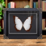 Minibeast Theseus Morpho Butterfly In Baroque Style Frame (Morpho theseus juturna)