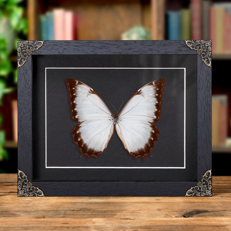 Theseus Morpho Butterfly In Baroque Style Frame (Morpho theseus juturna)