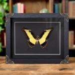 Minibeast Androgeus Swallowtail Butterfly In Baroque Style Frame (Papilio androgeus epidauras)