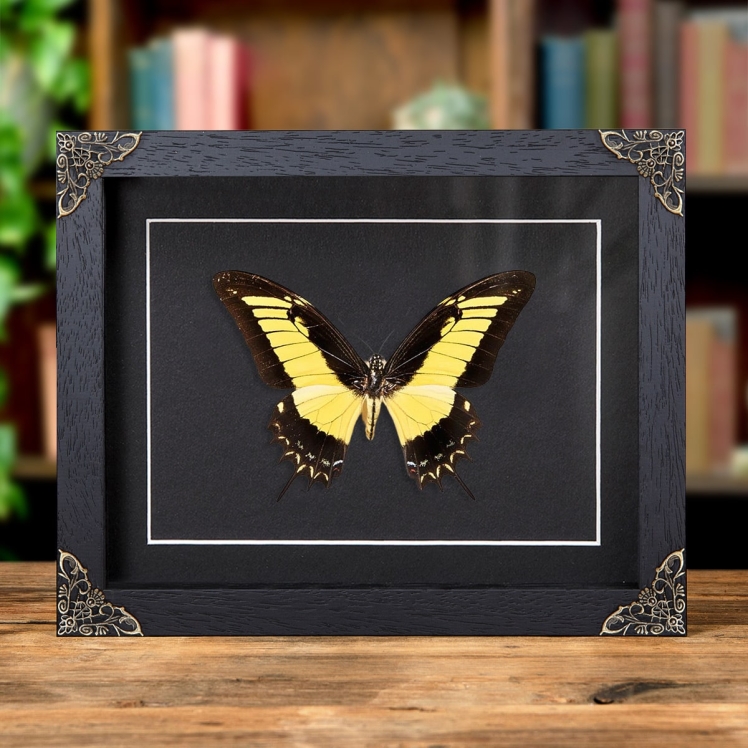 Androgeus Swallowtail Butterfly In Baroque Style Frame (Papilio androgeus epidauras)
