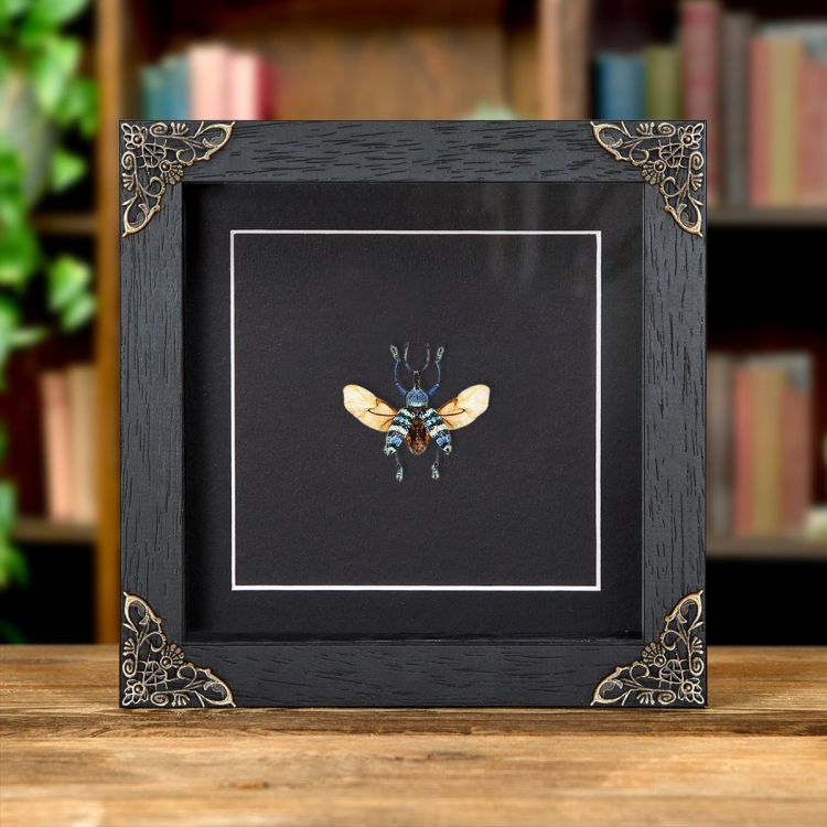 Blue Weevil with Wings Spread In Baroque Style Frame (Eupholus magnificus) Blue Weevil with Wings Spread In Baroque Style Frame (Eupholus magnificus)