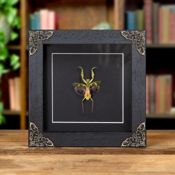 Female Jewelled Flower Mantis In Baroque Style Frame