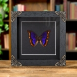Minibeast Orange-spotted Prepona In Baroque Style Frame (Prepona deiphile brooksiana)