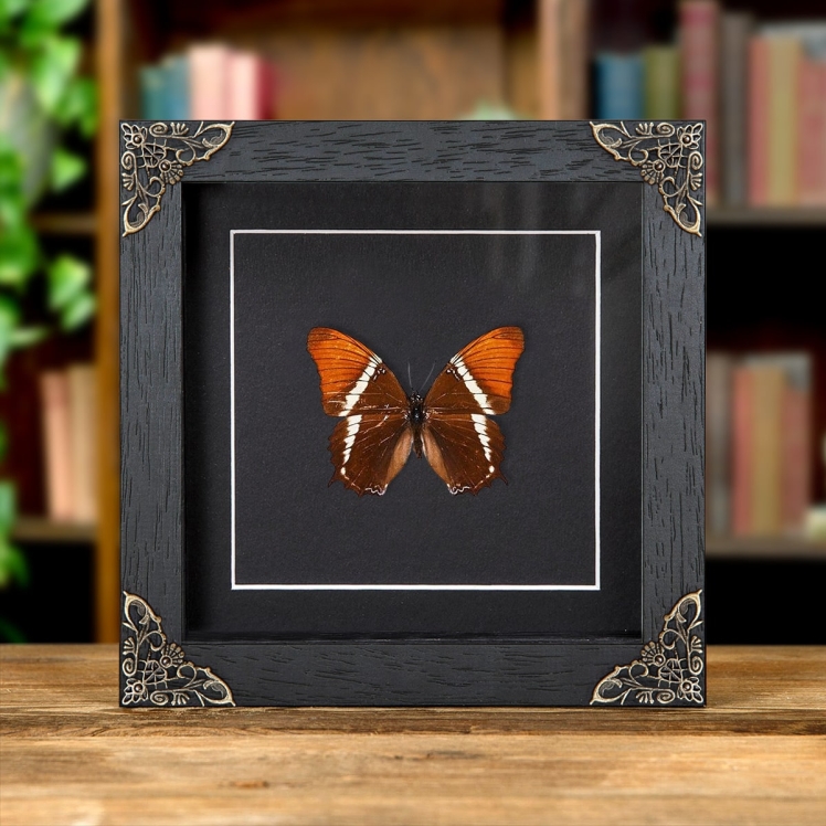 Rusty-tipped Page In Baroque Style Frame (Siproeta epaphus)