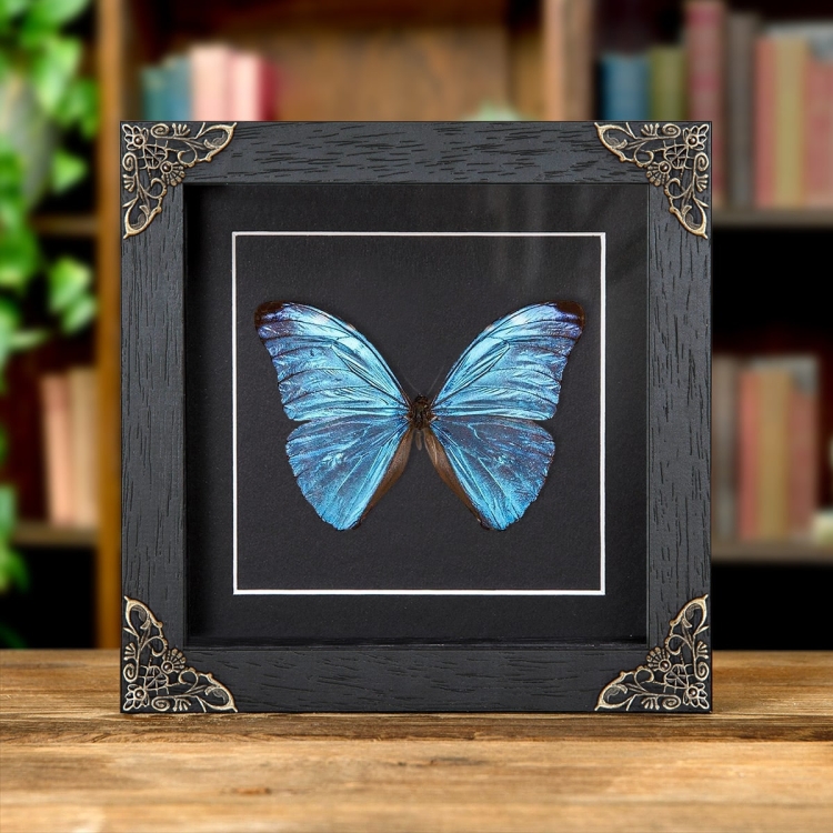 Morpho uraneis In Baroque Style Frame From Brazil