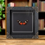Minibeast Doris Longwing In Baroque Style Frame (Heliconius doris)
