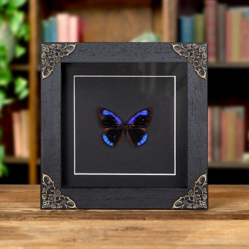 Dark Purplewing In Baroque Style Frame (Eunica alcmena)