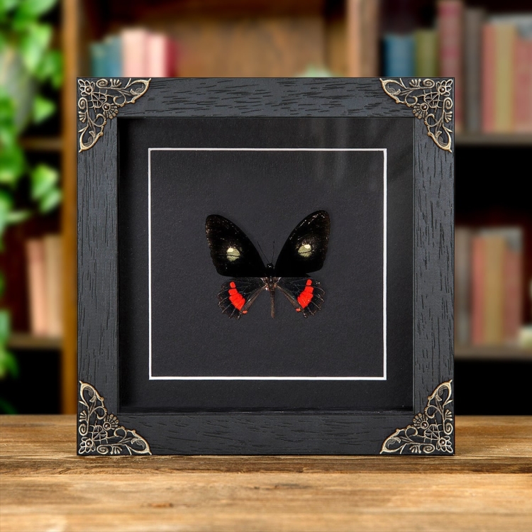 Transandean Cattleheart In Baroque Style Frame (Parides iphidamas)