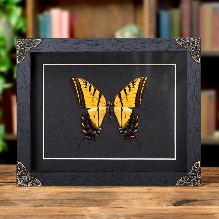 Two-tailed Swallowtail In Baroque Style Frame (Papilio multicaudata ssp grandiosus) Two-tailed Swallowtail In Baroque Style Frame (Papilio multicaudata ssp grandiosus)