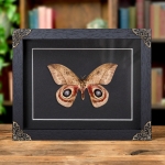 Minibeast Automeris metzli In Baroque Style Frame From Trinidad