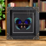 Minibeast Agrias Butterfly In Baroque Style Box Frame (Agrias beata beatifica)