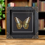 Minibeast The Clipper Butterfly In Baroque Style Box Frame (Parthenos sylvia apicalis)