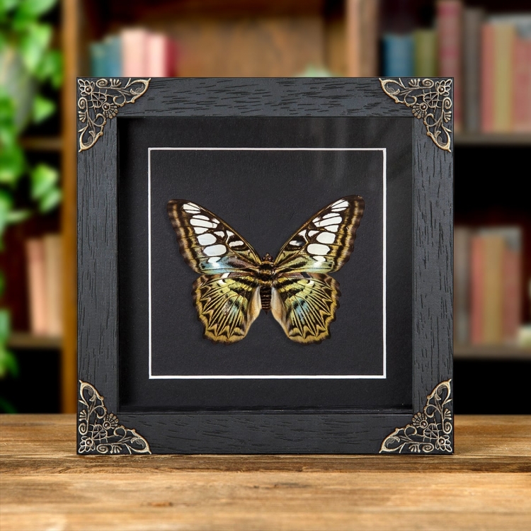 The Clipper Butterfly In Baroque Style Box Frame (Parthenos sylvia apicalis)