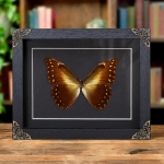 Minibeast Hercules Morpho In Baroque Style Box Frame (Morpho hercules diadema)