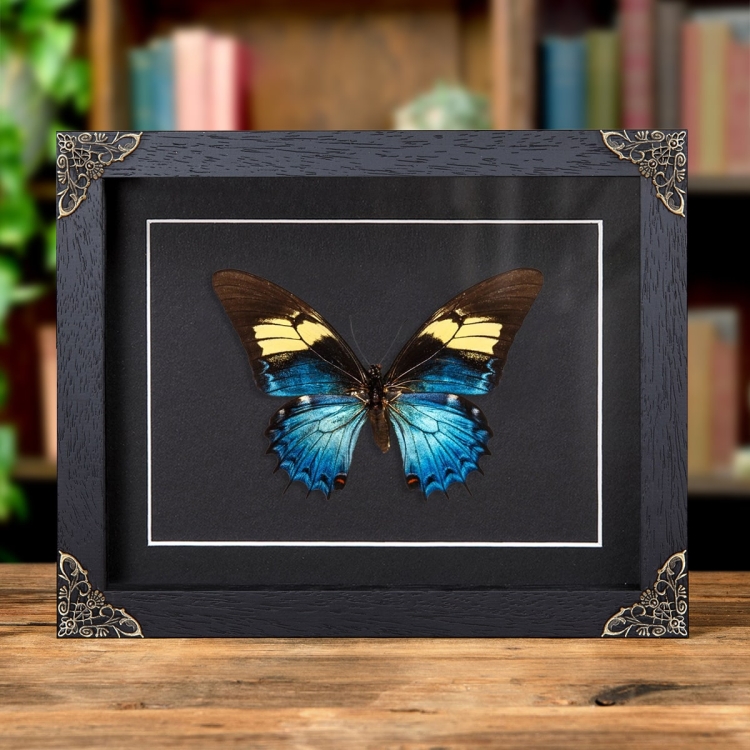 Female Queen Swallowtail In Baroque Style Box Frame (Papilio androgeus)
