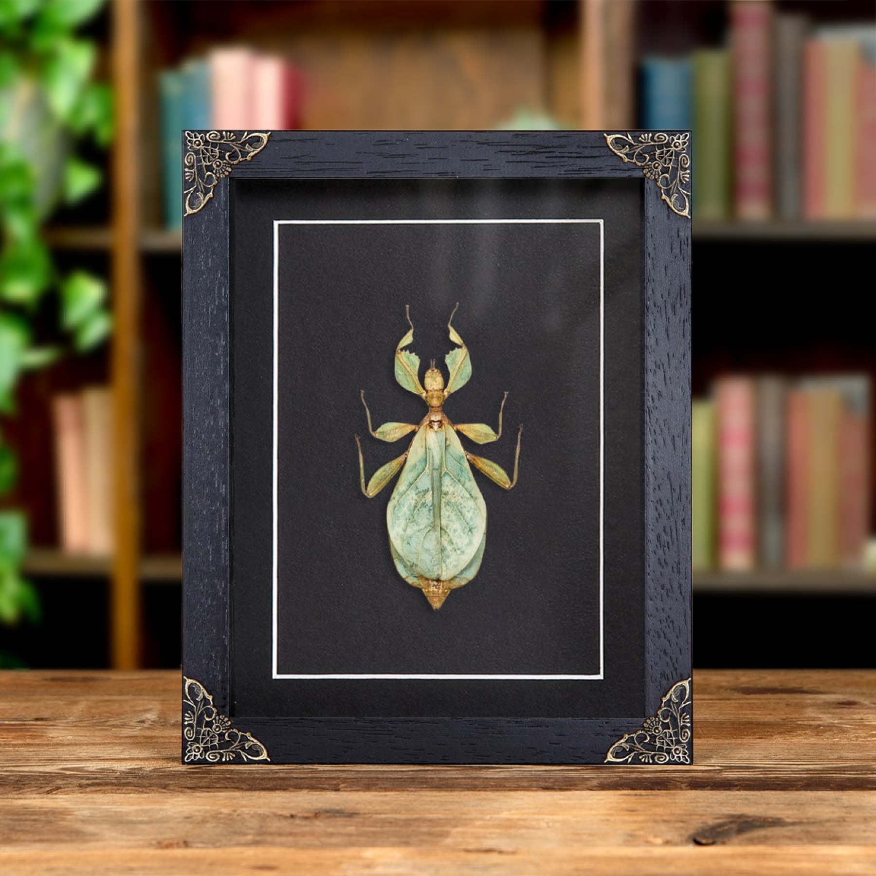 Minibeast Wandelende Blad Insect in Barokstijl Box lijst (Phyllium letiranti)