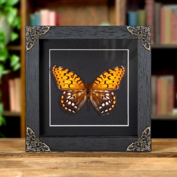 Regal Fritillary In Baroque Style Box Frame (Speyeria idalia)