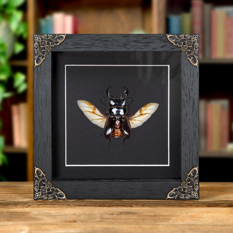 Wing-spread Giant Stag Beetle In Baroque Style Frame (Dorcus titanus)