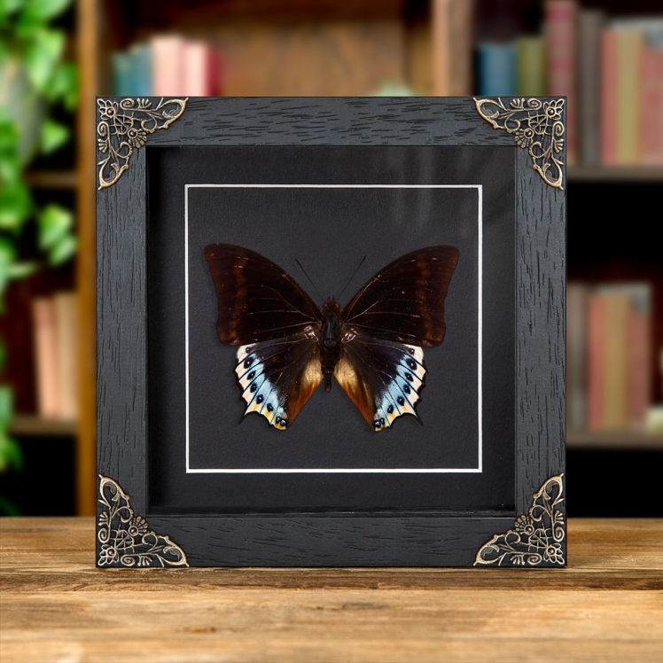 Charaxes eurialus In Baroque Style Box Frame From indonesia Charaxes eurialus In Baroque Style Box Frame From indonesia