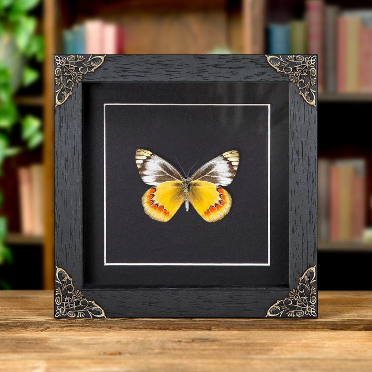 Delias Butterfly In Baroque Style Frame (Delias sambawana) Delias Butterfly In Baroque Style Frame (Delias sambawana)