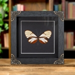 Minibeast Dazzling Glasswing Butterfly In Baroque Style Frame (Godyris duillia)