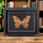 Minibeast Imbrasia epimethea Moth In Baroque Style Box Frame From Calabar Coast