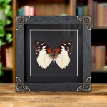 Minibeast Hadrian's White Charaxes Butterfly In Baroque Style Frame (Charaxes hadrianus)