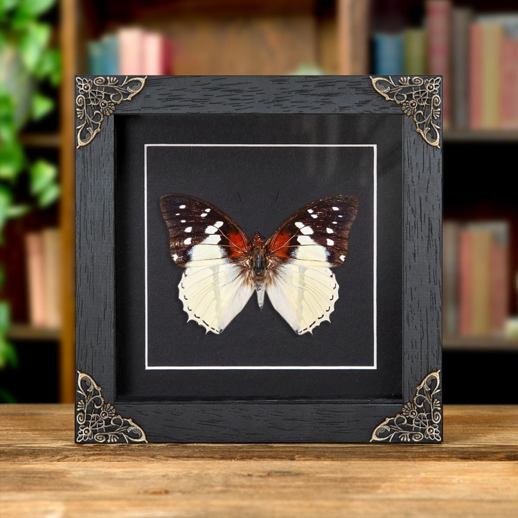 Hadrian's White Charaxes Butterfly In Baroque Style Frame (Charaxes hadrianus)