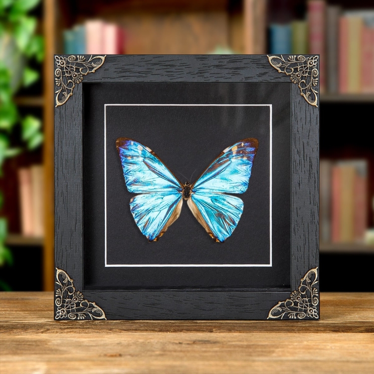 Zephyritis morpho Butterfly In Baroque Style Frame (Morpho zephyritis)