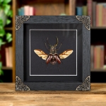 Minibeast 4 Eyes Stag Beetle In Baroque Style Frame (Sphaenognathus gigantheus)