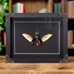 Minibeast Stag Beetle In Baroque Style Box Frame (Odontolabis dalmani)