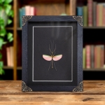Minibeast Pink Asian Stick Insect In Baroque Style Box Frame (Marmessoidea quadriguttata)