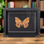 Minibeast The Madagascar Bullseye Moth In Baroque Style Frame (Antherina suraka)