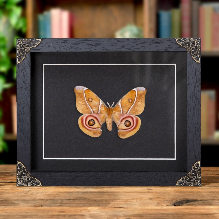 The Madagascar Bullseye Moth In Baroque Style Frame (Antherina suraka)