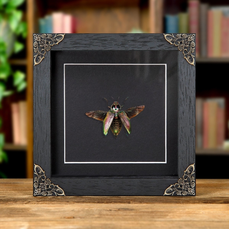 Giant Metallic Ceiba Borer with Wings Spread In Baroque Style Box Frame (Euchroma gigantea)