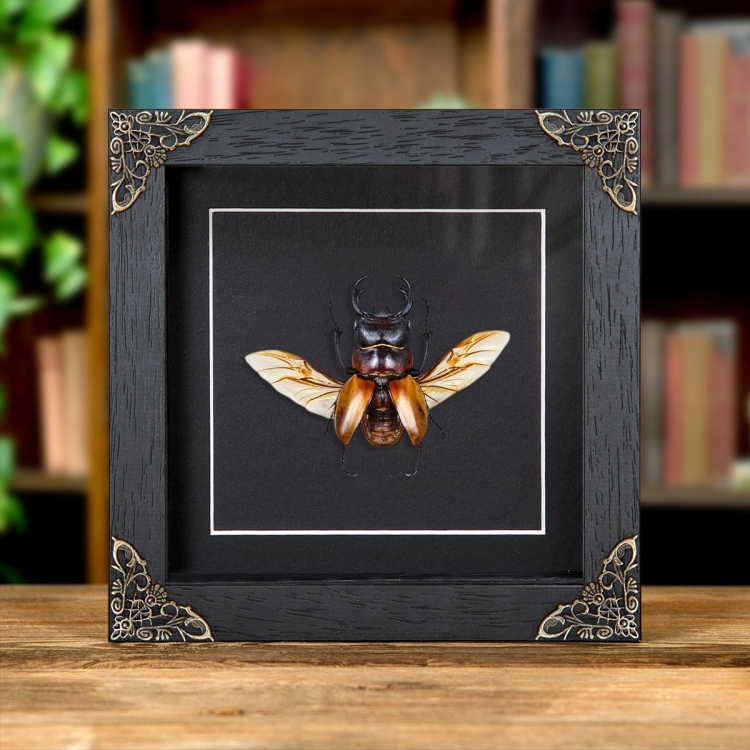 Stag Beetle In Baroque Style Box Frame (Odontolabis sommeri) Stag Beetle In Baroque Style Box Frame (Odontolabis sommeri)