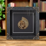 Minibeast Cut & Polished Ammonite Fossil In Box Frame (Cleoniceras sp)