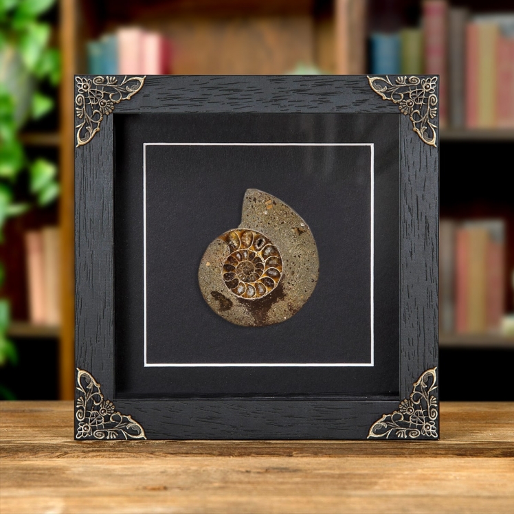 Cut & Polished Ammonite Fossil In Box Frame (Cleoniceras sp)