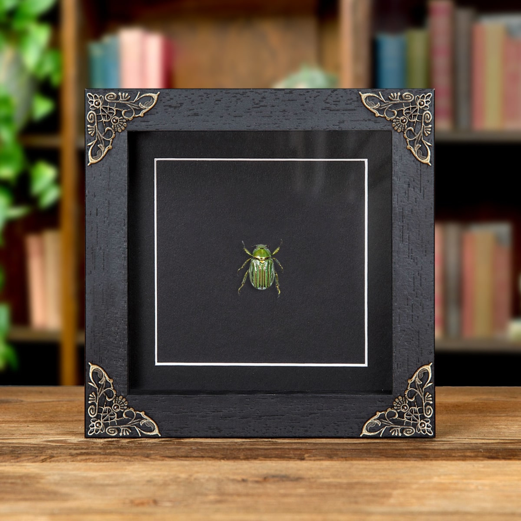 Minibeast Glorious Scarab Beetle In Baroque Style Box Frame (Chrysina gloriosa)