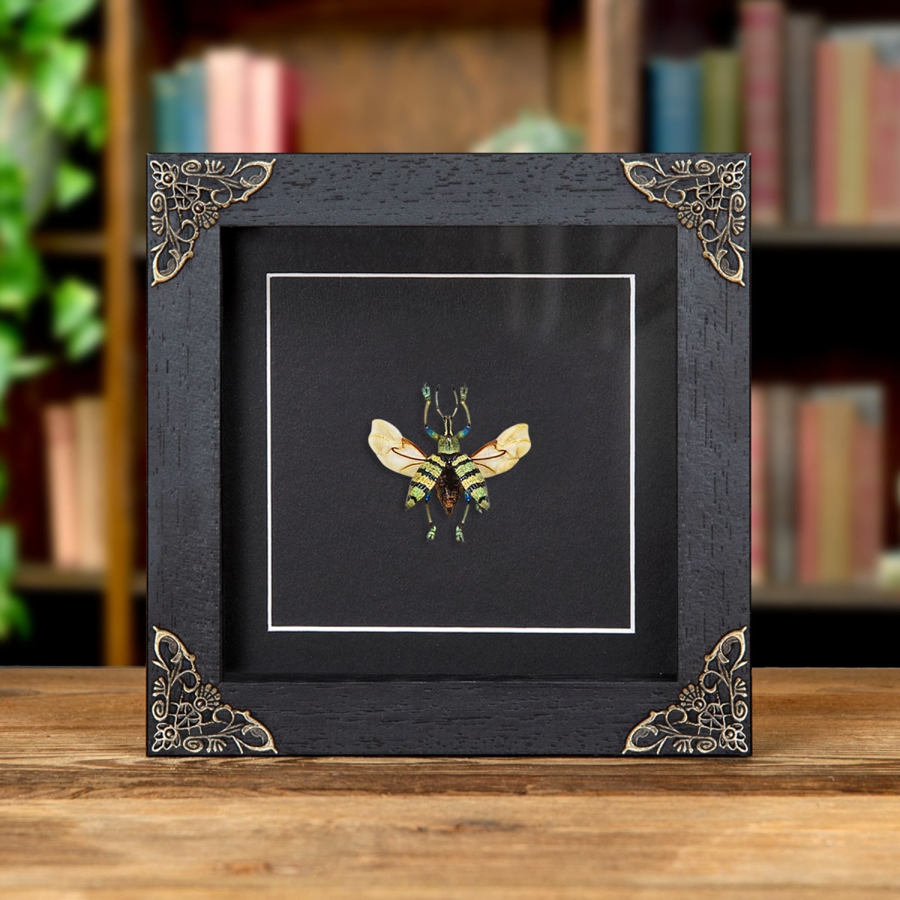 Minibeast Blue Weevil Beetle In Baroque Style Box Frame (Eupholus schoenherrii)