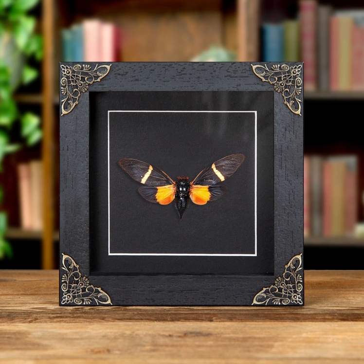 Orange Cicada In Baroque Style Frame (Tosena paviei) Orange Cicada In Baroque Style Frame (Tosena paviei)