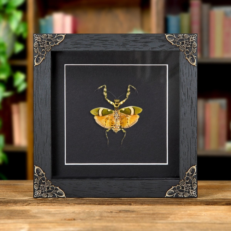 Banded Flower Mantis In Baroque Style Box Frame (Theopropus elegans)