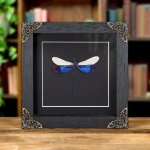 Minibeast Great Blue Metalwing Damselfly In Baroque Style Frame (Neurobasis kaupi)