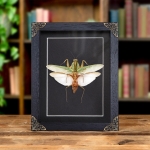 Minibeast Malaysian Shield Mantis In Baroque Style Box Frame (Rhombodera basalis)