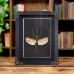 Black & Green Phasma Stick Insect In Baroque Style Frame (Aschiphasma annulipes) Minibeast Black & Green Phasma Stick Insect In Baroque Style Frame (Aschiphasma annulipes)