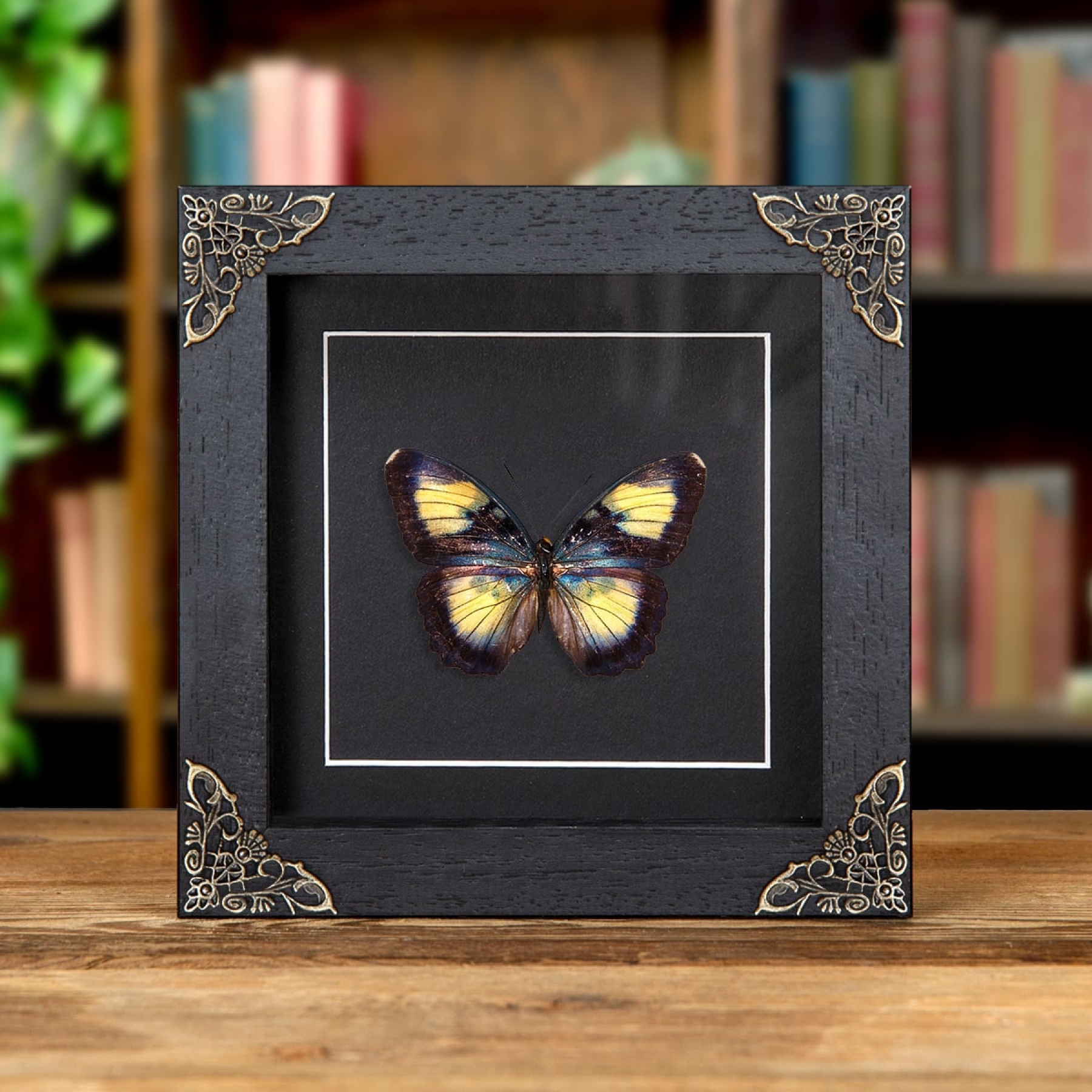 Minibeast Crocker's Forester Butterfly In Baroque Style Frame (Euphaedra crockeri)