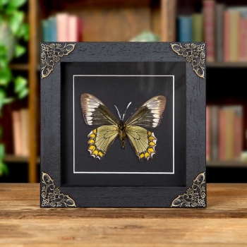 Madyes Swallowtail Butterfly In Baroque Style Frame (Battus madyes)